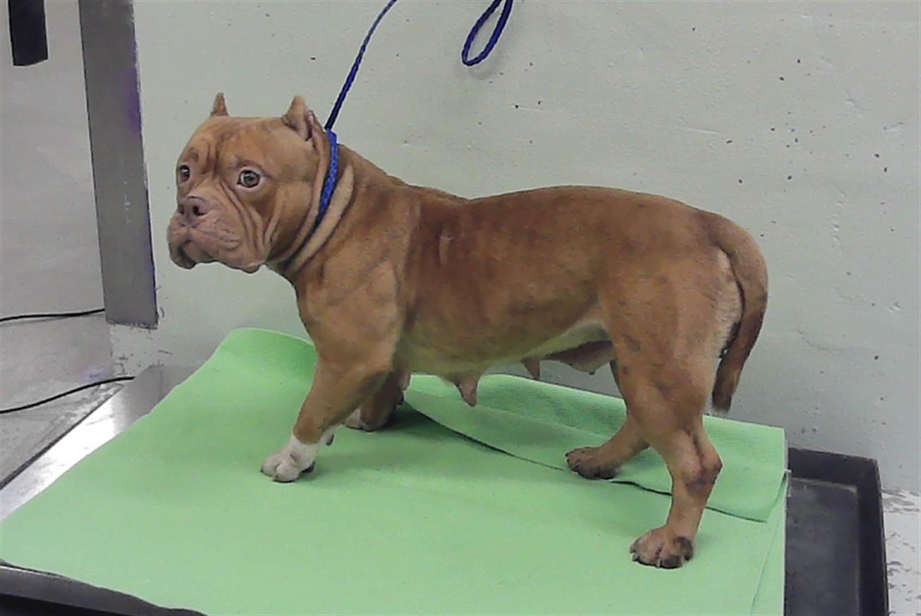 Adoptable Dog