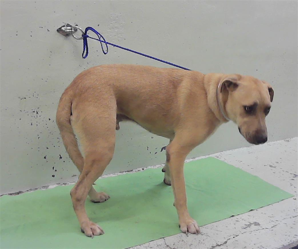 Adoptable Dog