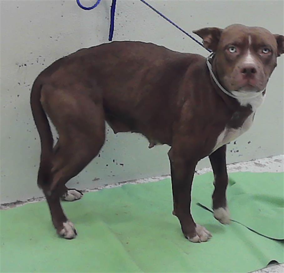Adoptable Dog