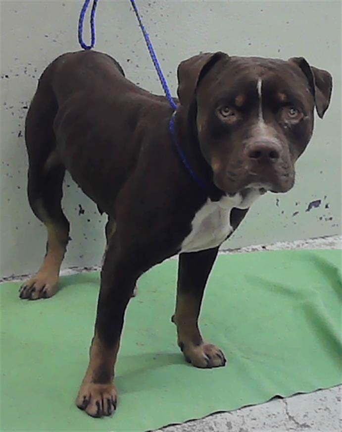 Adoptable Dog