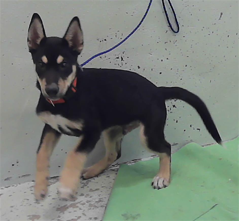 Adoptable Dog
