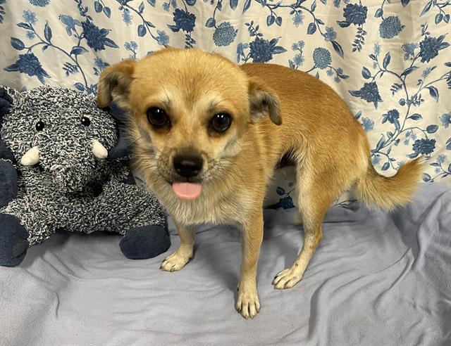 Adoptable Dog