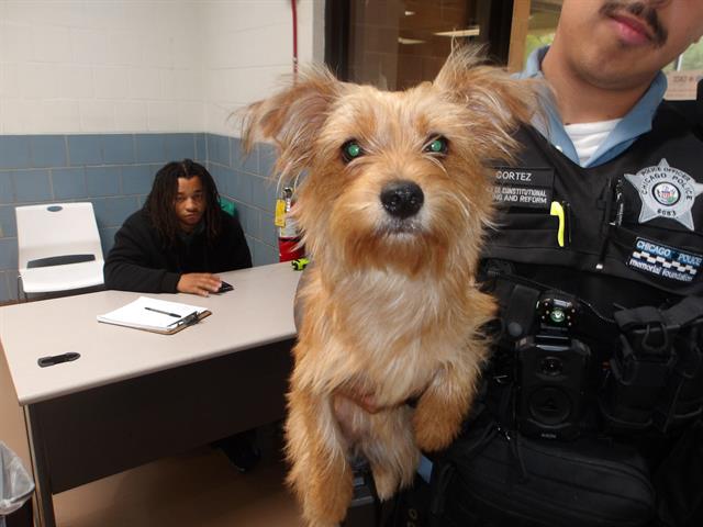 Adoptable Dog