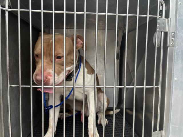 Adoptable Dog
