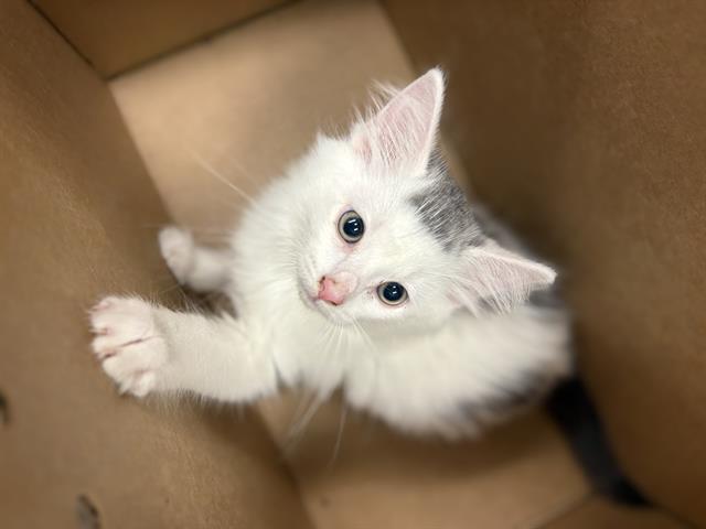 Adoptable Cat