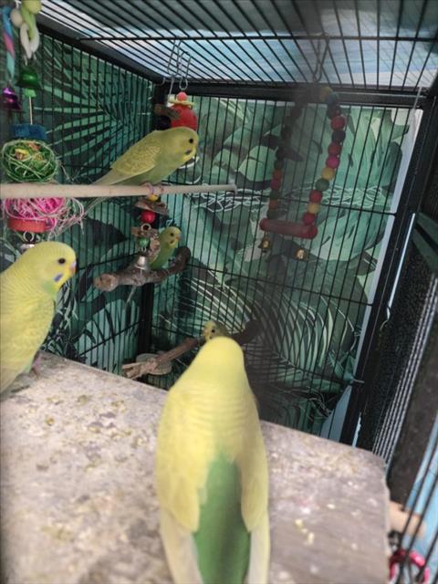*Bird 4