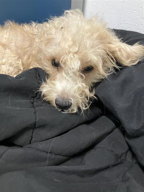Adoptable Dog