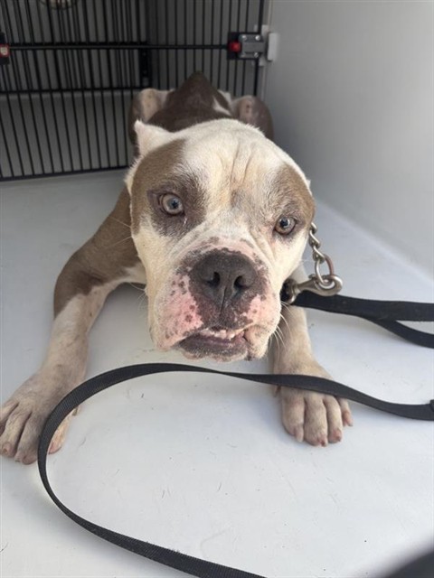 Adoptable Dog