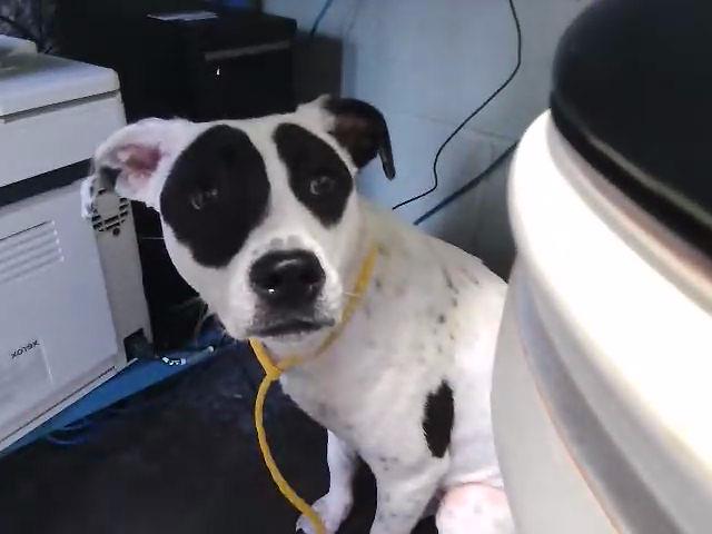 Josie