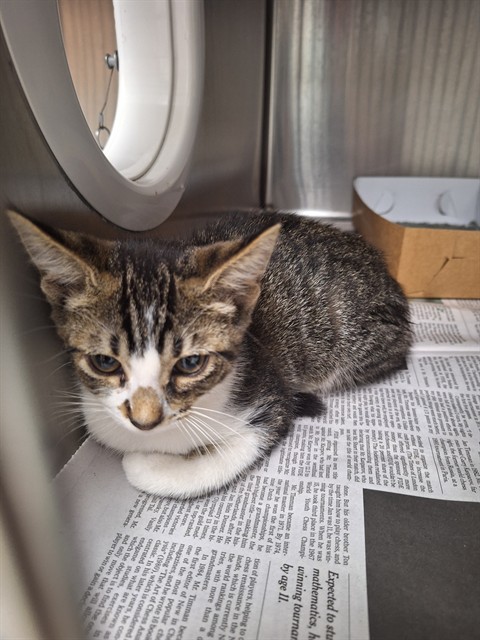 Adoptable Cat