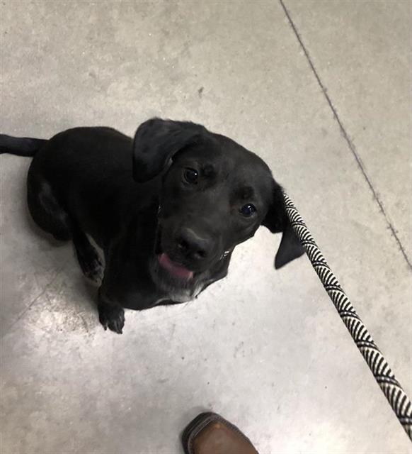 Pippa*
