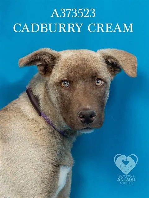 Cadburry Creme