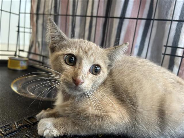 Louie
