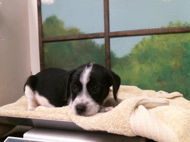 Puppy 2