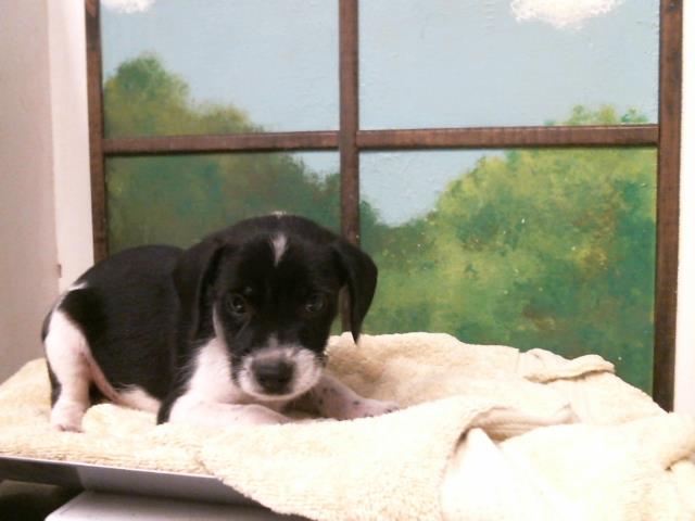 Puppy 3