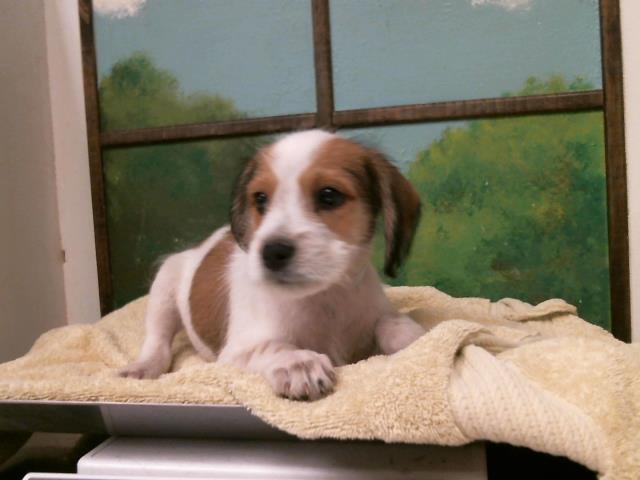 Puppy 4