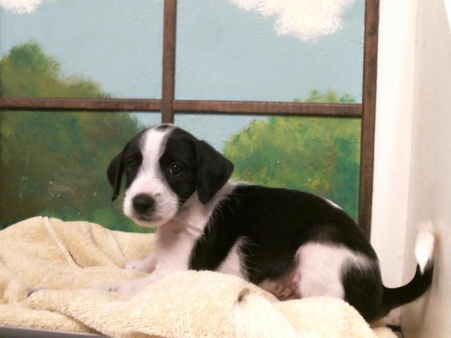 Puppy 5