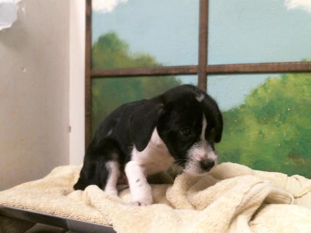 Puppy 6