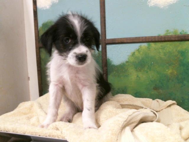 Puppy 7