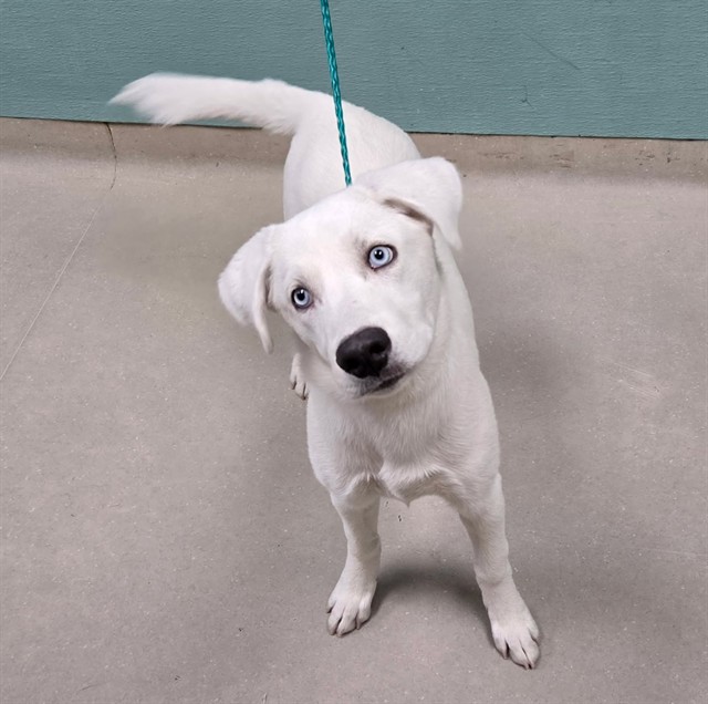 Adoptable Dog