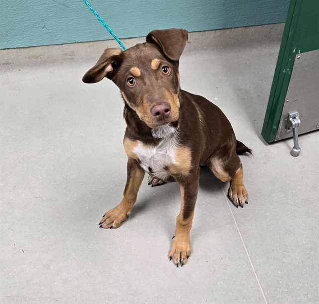 Adoptable Dog