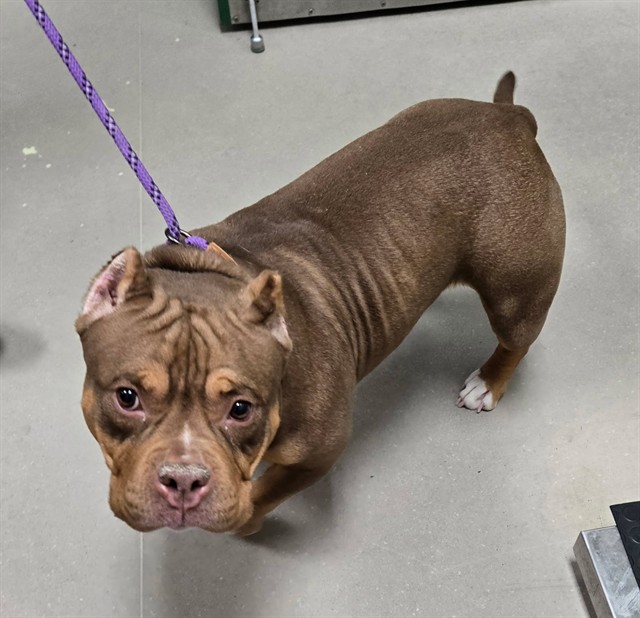 Adoptable Dog
