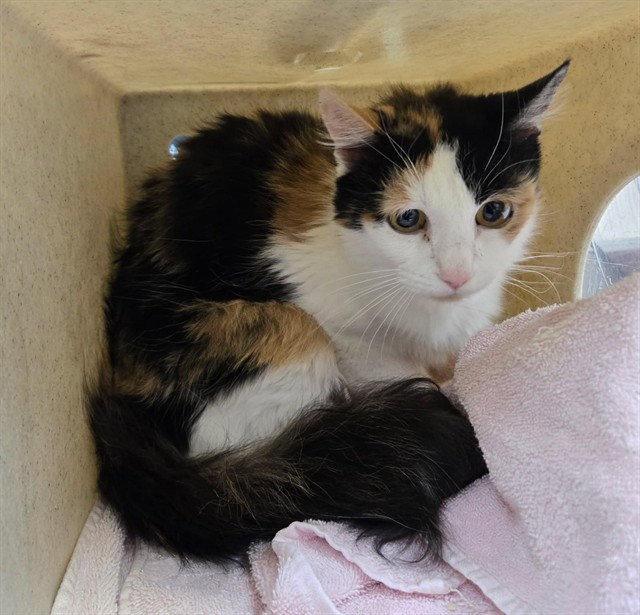 Adoptable Cat
