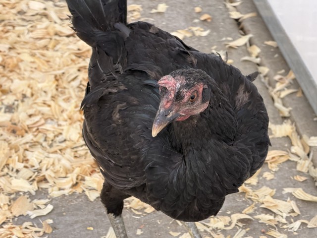 Dixie Chick