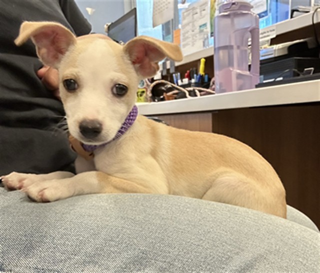 Adoptable Dog