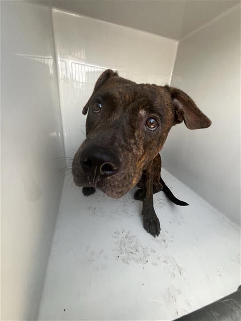Adoptable Dog