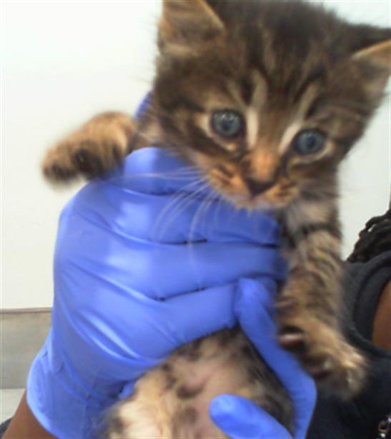 Adoptable Cat