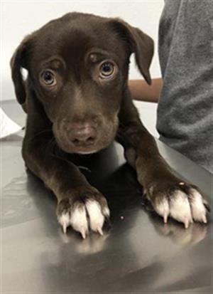 Adoptable Dog