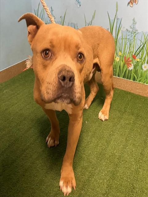 Adoptable Dog