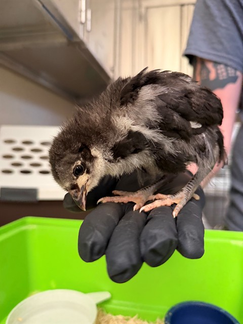 Adoptable Bird