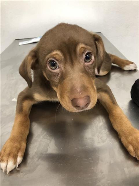 Adoptable Dog