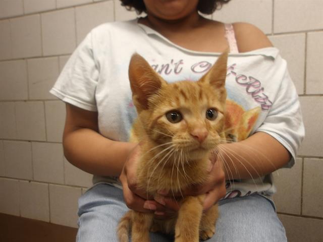 Adoptable Cat