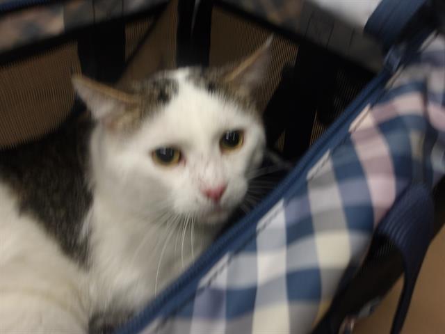 Adoptable Cat