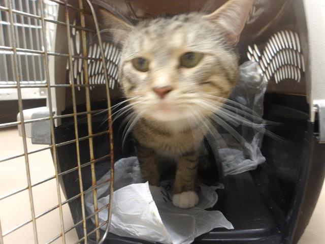 Adoptable Cat