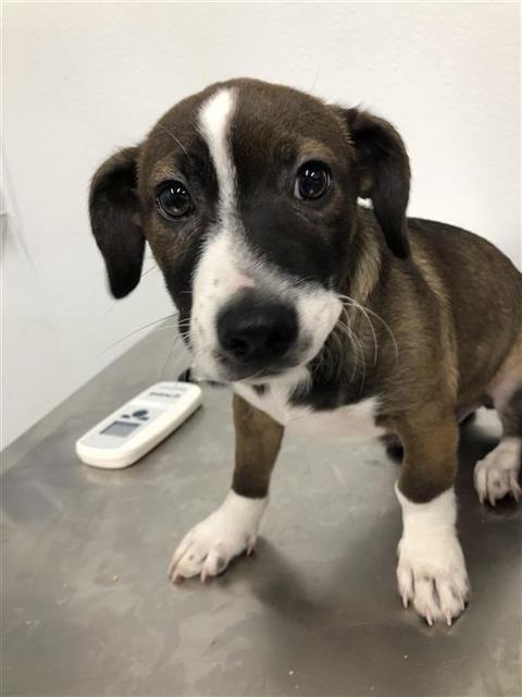 Adoptable Dog