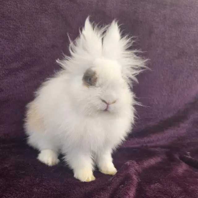 *Albert