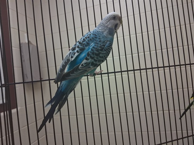 Levi