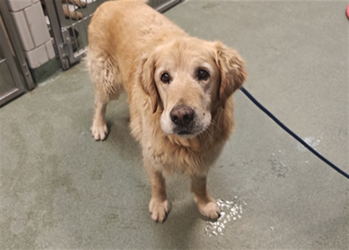 Adoptable Dog