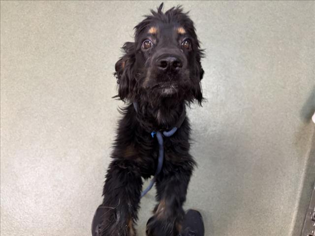 Adoptable Dog