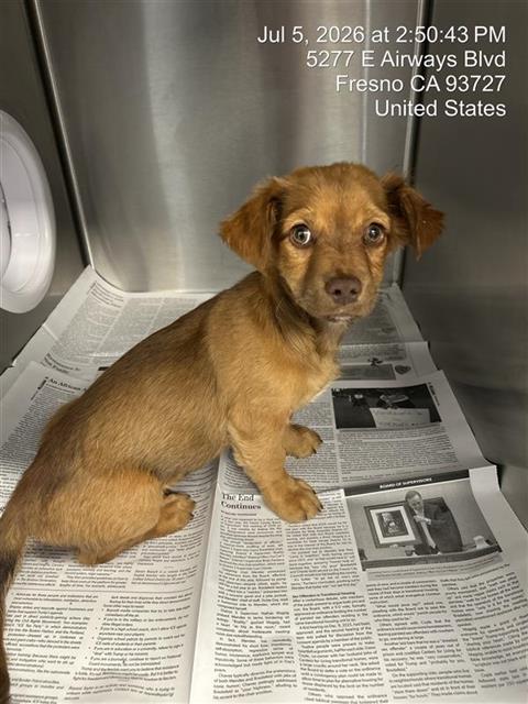 Adoptable Dog