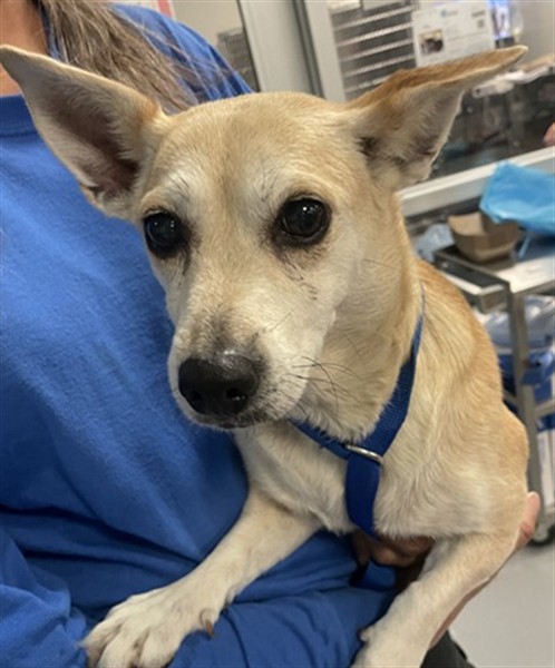 Adoptable Dog