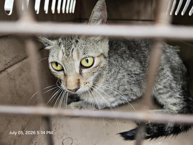 Adoptable Cat