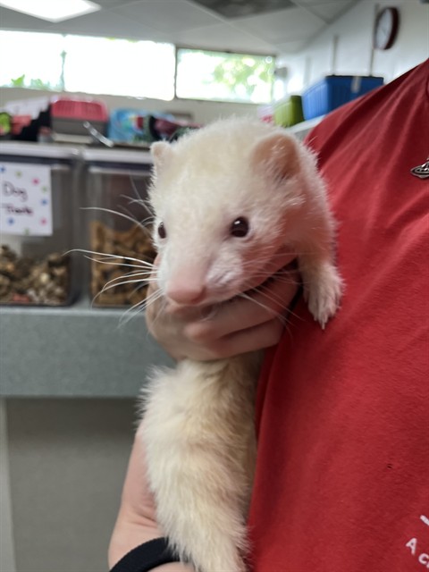 Renegade