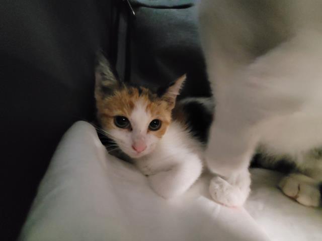 Adoptable Cat