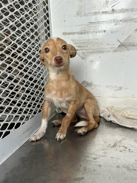 Adoptable Dog