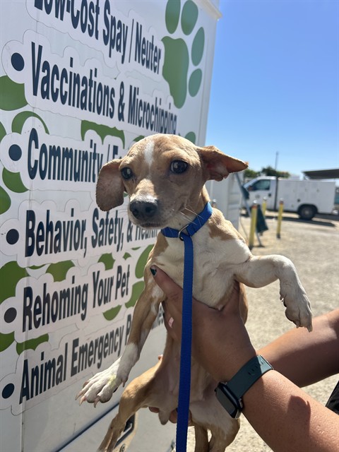 Adoptable Dog